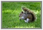 Animaux