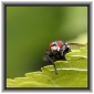 Macro